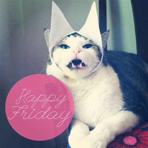Lol Cat Happy Friday Friday