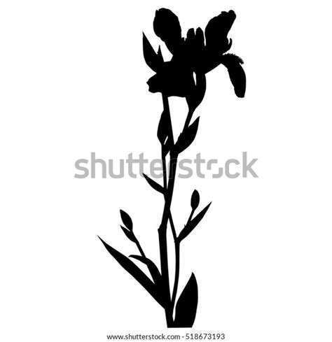 Iris Flower Silhouette Illustration Isolated On Stock Illustration
