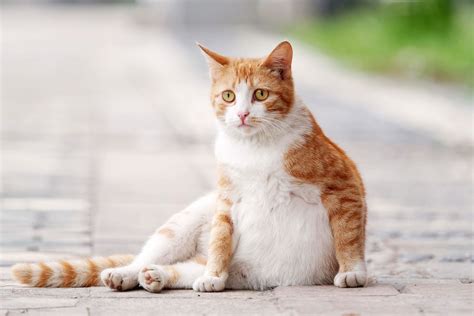 How Long Are Cats Pregnant Daily Paws
