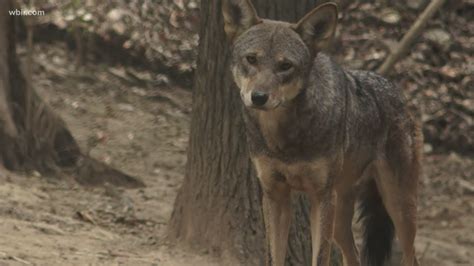 Endangered Red Wolves Need Space To Stay Wild But Theres Another