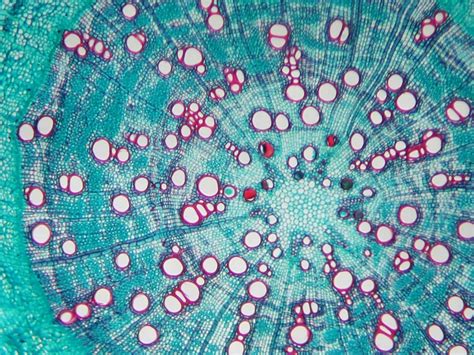 Microscopic Ecosia In 2020 Microscopic Photography Microscope Art