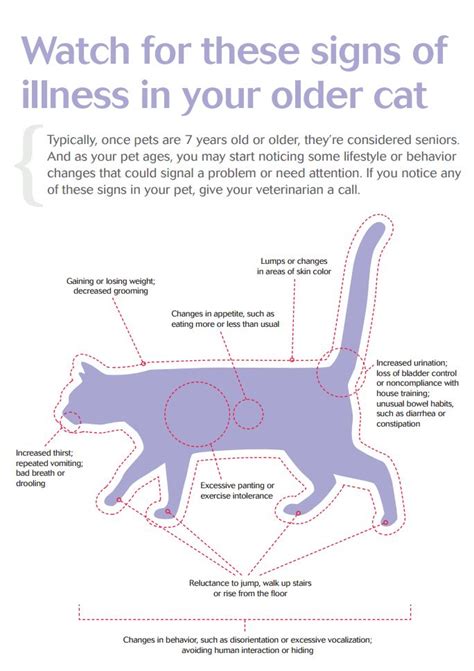 This is because diagnosis of cat illnesses is difficult. 8 signs of illness in older cats | Pet Care Tips | Pinterest