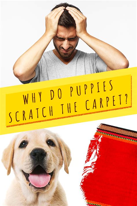 Why Do Puppies Scratch The Carpet And How To Make Them Stop