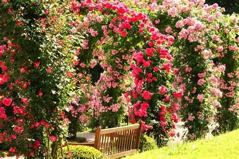 The Charming And Romantic Beauty Of A Splendid Rose Garden Garden