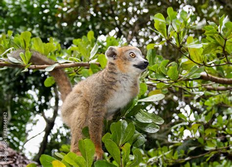 Crowned Lemur Eulemur Coronatus In The Dry Deciduous Forest Of