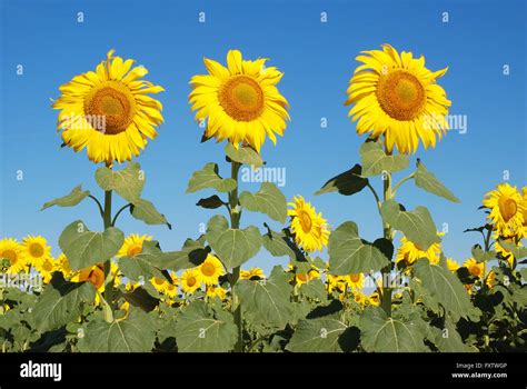 Three Sunflowers Against Blue Sky Stock Photo Alamy