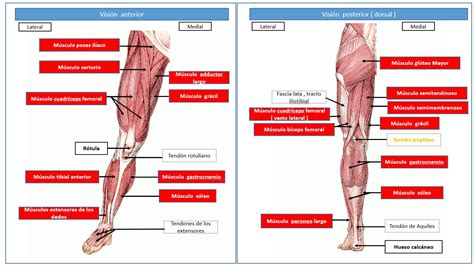 Musculos Do Membros Inferiores