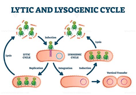 Lytic And Lysogenic Cycle Vector Illustration Vectormine