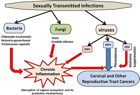 Sexually Transmitted Infections Cooperate With Hpv For Its Persistence