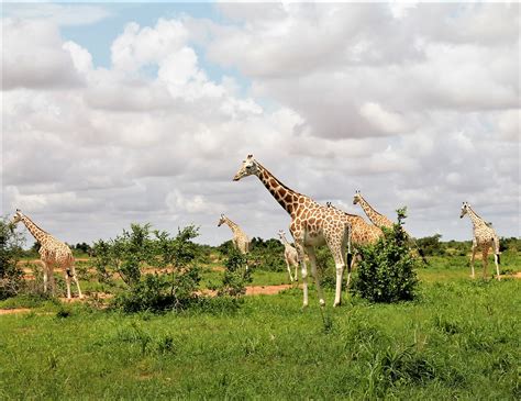Saving West Africas Last Giraffe Iucn Sos