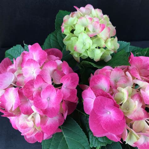 Check spelling or type a new query. Hortensien | Hortensien, Garten