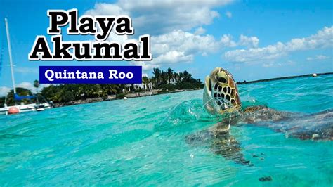 Playa Akumal que hacer y cómo nadar con las tortugas YouTube