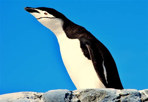 Chinstrap Penguin Wallpapers Wallpaper Cave