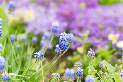 Blooming Beatiful Blue Spring Flowers Stock Image Image Of Botany