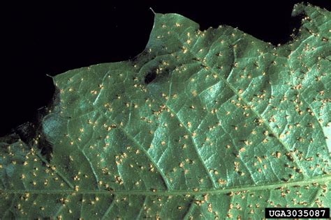Fusiform Rust Cronartium Quercuum Fsp Fusiforme On Oak Quercus Spp