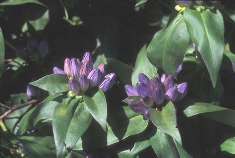 Gentiana Clausa Closed Gentian Meadow Bottle Gentian Go Botany