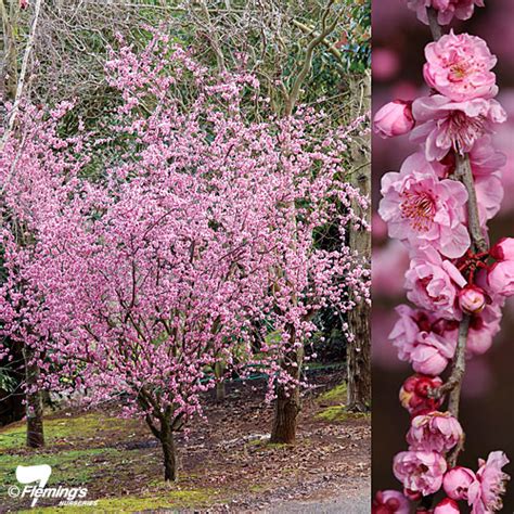 Flowering plum tree las vegas. Plum - Flowering - Blireana - Bagged - Perth, WA - Online ...