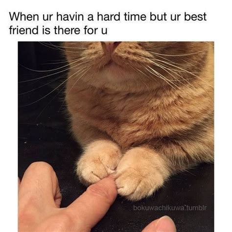 You Have Decided Here Are The Best Cat Memes Of The Decade 100 51