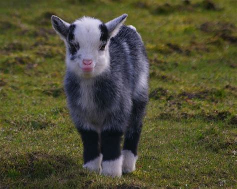 Baby Goats Cute And Lovely Latest Photographs Funny