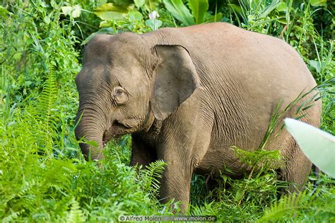 Photo Of Borneo Pygmy Elephant Kinabatangan River Sabah Malaysia