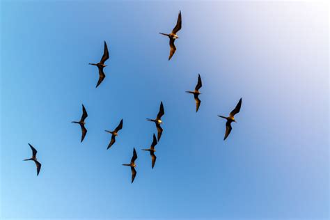 Introducing the 2020 Little Bird Contest winners. - Sarah Selecky