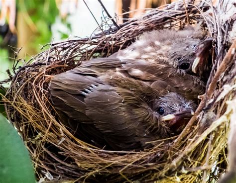 Free Images Branch Wildlife Beak Fauna Bird Nest Vertebrate