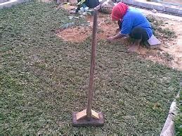 Tak hanya terlihat pada daunnya saja, warna dominasi putih juga bisa dilihat pada bagian. Harga Rumput Gajah Mini Permeter Persegi | tukang taman