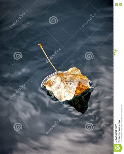 Fine Art Image Of Leaf In Water Stock Image Image Of Autumn Flora