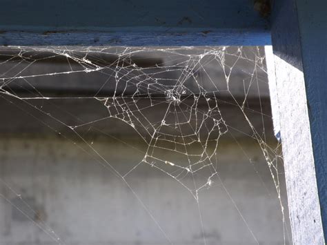 Let Your Spider Be Your Guide The Hunt For Holes In Your Home