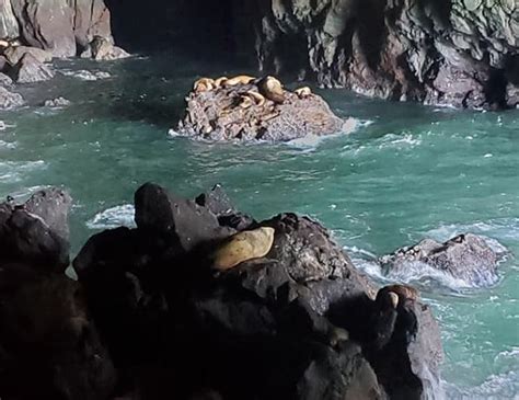 Oregons Sea Lion Caves Reopens To The Public Photo