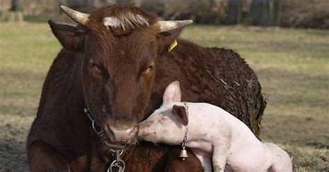 5 Animal Friendships That Are More Supportive Than Yours
