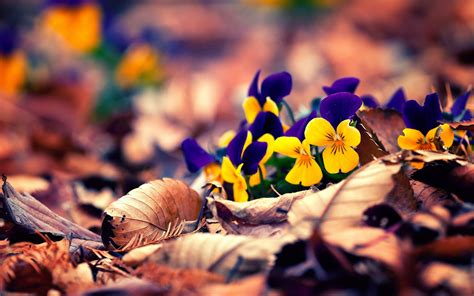 Fall Flowers Wallpapers Wallpaper Cave
