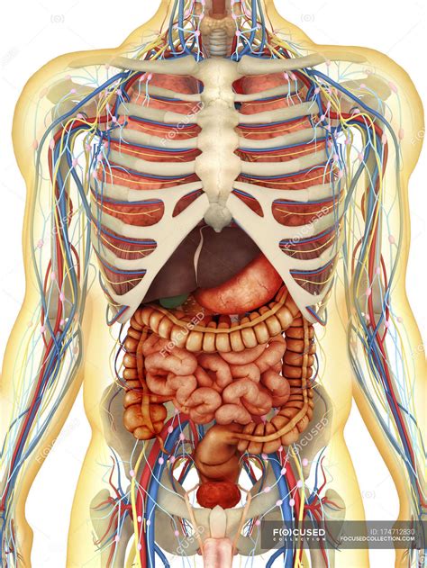 Acquire Anatomy Of Human Body Organs Free Photos