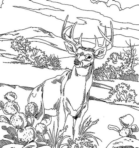 Buck Hunting Coloring Pages Coloring Pages