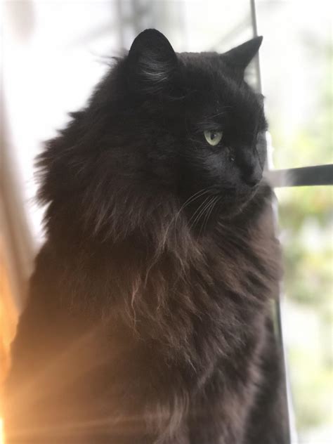 The norwegian forest cat has an incredibly thick, bushy coat in the winter. When we rescued him from the Humane Society for $5 he was ...