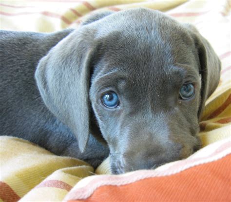 Dark Chocolate Weimaraner Puppy With Beautiful Blue Eyes Looking At The
