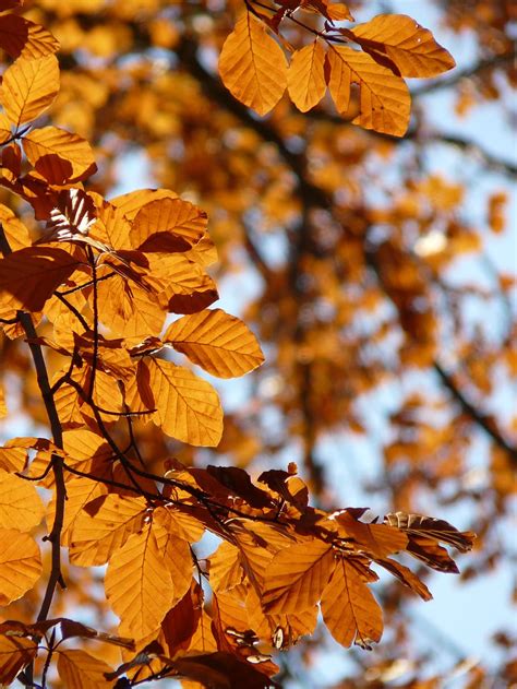 Free Download Hd Wallpaper Beech Fagus Sylvatica Deciduous Tree