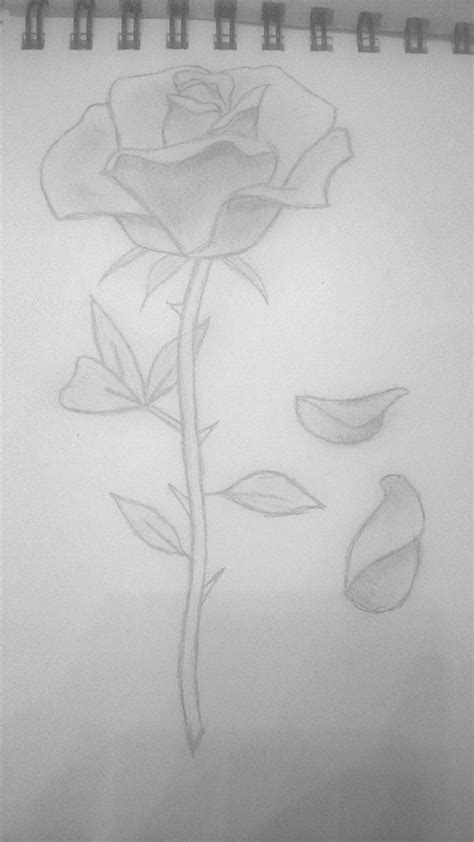 And also mustard flower have them in the family brassicaceae. rose petals falling | Rose petals falling, Rose sketch ...
