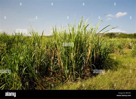Jamaica Sugar Cane Stock Photos And Jamaica Sugar Cane Stock Images Alamy