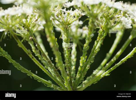 Cow Parsley Anthriscus Sylvestris Seed Heads Cover In Green Aphids