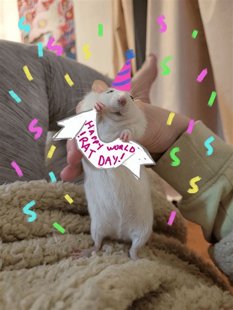 Happy World Rat Day From My Sweet Ratty Olive Rcute