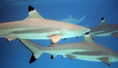 The Blacktip Reef Shark Critter Science