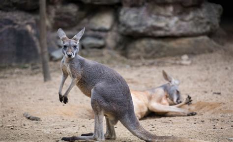 Kangaroos Can Communicate With Humans Researchers Say The Hill