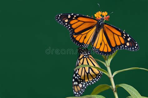 Two Monarch Butterflies Are Perched On A Flower Stock Photo Image Of