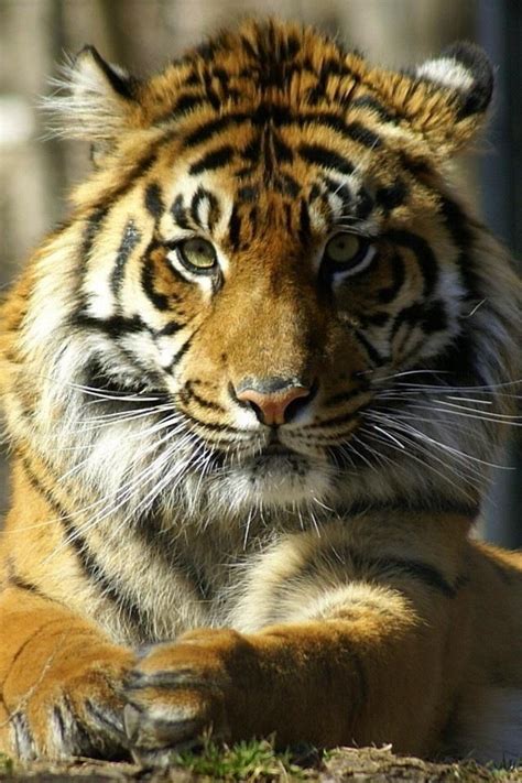 Pin By Amanda Howell On Big Cats Tiger Love Save The Tiger Tiger