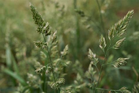 Weed Grasses In Your Lawn How To Identify And Get Rid Of Them Moowy