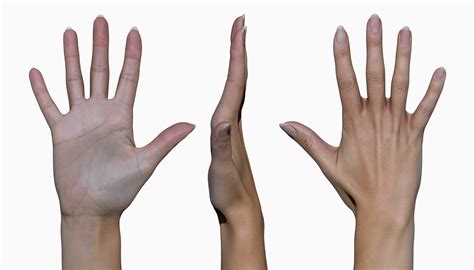 11 X Female 3d Hand Scans
