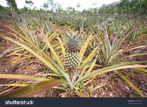 Pineapple Plant Field Phuket Thailand Stock Photo 77129785