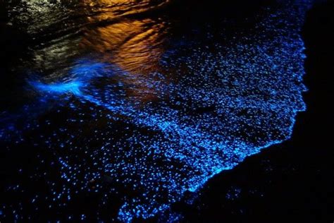 A Maldives Beach Awash With Bioluminescent Phytoplankton Maldives