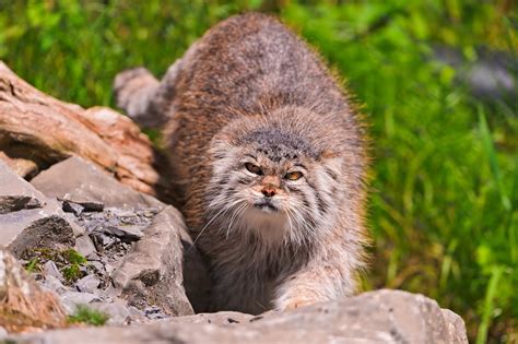 Pallas Cat Wallpapers Fun Animals Wiki Videos Pictures